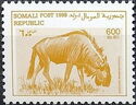 Blue Wildebeest (Connochaetes taurinus)