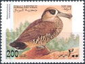 Pink-eared Duck (Malacorhynchus membranaceus)