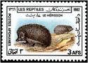 Indian Hedgehog (Paraechinus micropus)
