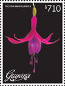 Fuchsia Magellanica