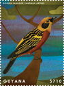 Golden Tanager (Tangara Arthus)