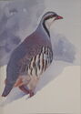 Alectoris chukar