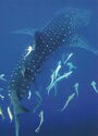 Whale Shark
