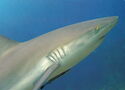 Reef Shark