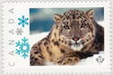 Snow Leopard