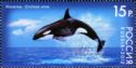 Killer Whale (Orcinus orca)