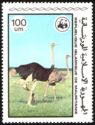 Ostrich (Struthio camelus)