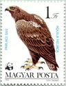 Eastern Imperial Eagle (Aquila heliaca)