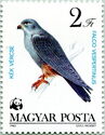 Red-footed Falcon (Falco vespertinus)