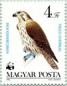 Saker Falcon (Falco cherrug)