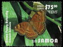 Brown Pansy Butterfly (Junonia hedonia)