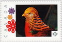 Golden Pheasant
