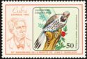 Northern Cuban Flicker (Colaptes auratus chrysocaulosus)