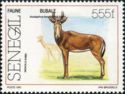 Western Hartebeest (Alcelaphus buselaphus major) of Niokolo-