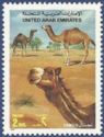 Dromedary (Camelus dromedarius)