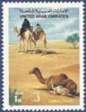 Dromedary (Camelus dromedarius)