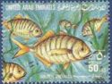 Golden Trevally (Gnathanodon speciosus)