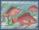 Humpback Red Snapper (Lutjanus gibbus)