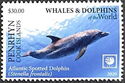 Atlantic Spotted Dolphin (Stenella frontalis)
