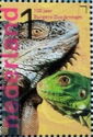 Green Iguana (Iguana iguana)