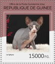 Sphynx Cat (Felis silvestris catus)