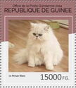 White Persian (Felis silvestris catus)