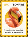 American Flamingo (Phoenicopterus ruber)
