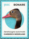 Black-Bellied Whistling Duck (Dendrocygna autumnalis)