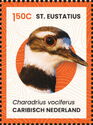 Killdeer (Charadrius vociferus)