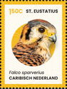 American Kestrel (Falco sparverius)