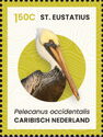 Brown Pelican (Pelecanus occidentalis)