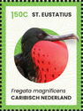 Magnificent Frigatebird (Fregata magnificens)