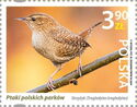 Eurasian Wren (Troglodytes troglodytes)