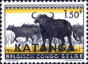 African Buffalo (Syncerus caffer) - Overprinted KATANGA