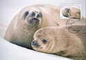 Crabeater Seal (Lobodon carcinophagus)