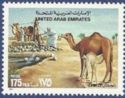 Dromedary (Camelus dromedarius)