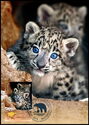 Snow Leopard (Panthera uncia)
