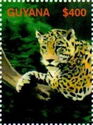 Jaguar (Panthera Onca)