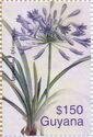 Agapanthus africanus