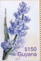 Hyacinth cultivars