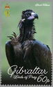 Black Vulture (Aegypius monachus)
