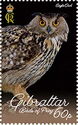 Eagle Owl (Bubo sp.)