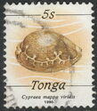 Map Cowry (Cypraea mappa viridis)