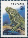 Green Iguana (Iguana iguana)