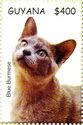 Blue Burmese Cat