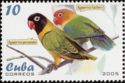 Masked Lovebird (Agapornis personata)
