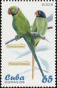 Rose-ringed Parakeet (Psittacula krameri)