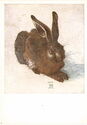 Junger Feldhase, Albrecht Dürer