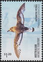 Antarctic Petrel (Thalassoica antarctica)