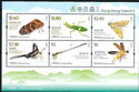 Hong Kong insects